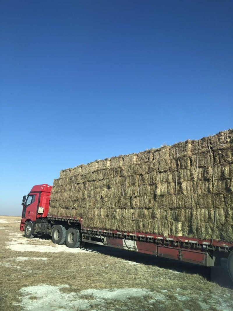 羊草天然无公害自然生长质量好价格美丽