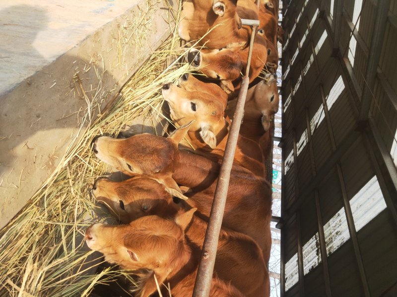 肉牛犊！薄利多销货到付款送铡草机包回收诚信经营