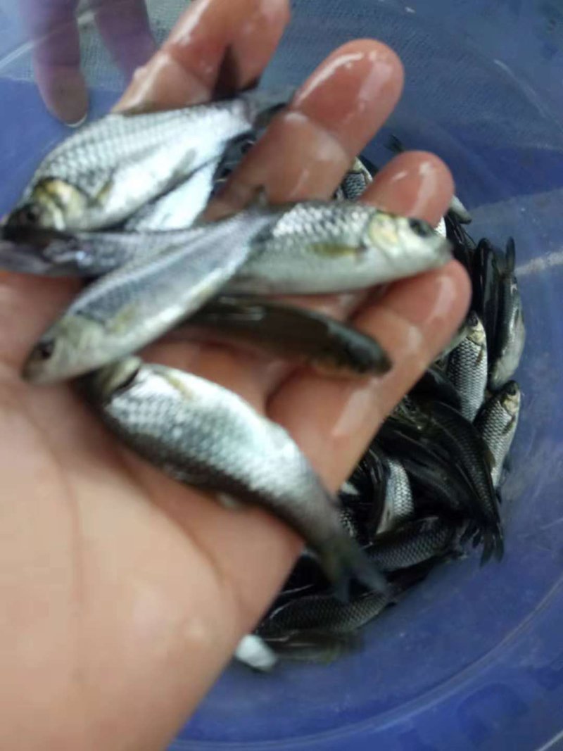 鲫鱼苗，中科3号，先科巨鲫各种规格量大从优