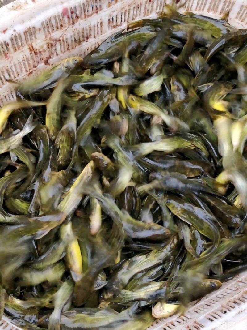 鲫鱼苗，中科3号，先科巨鲫各种规格量大从优