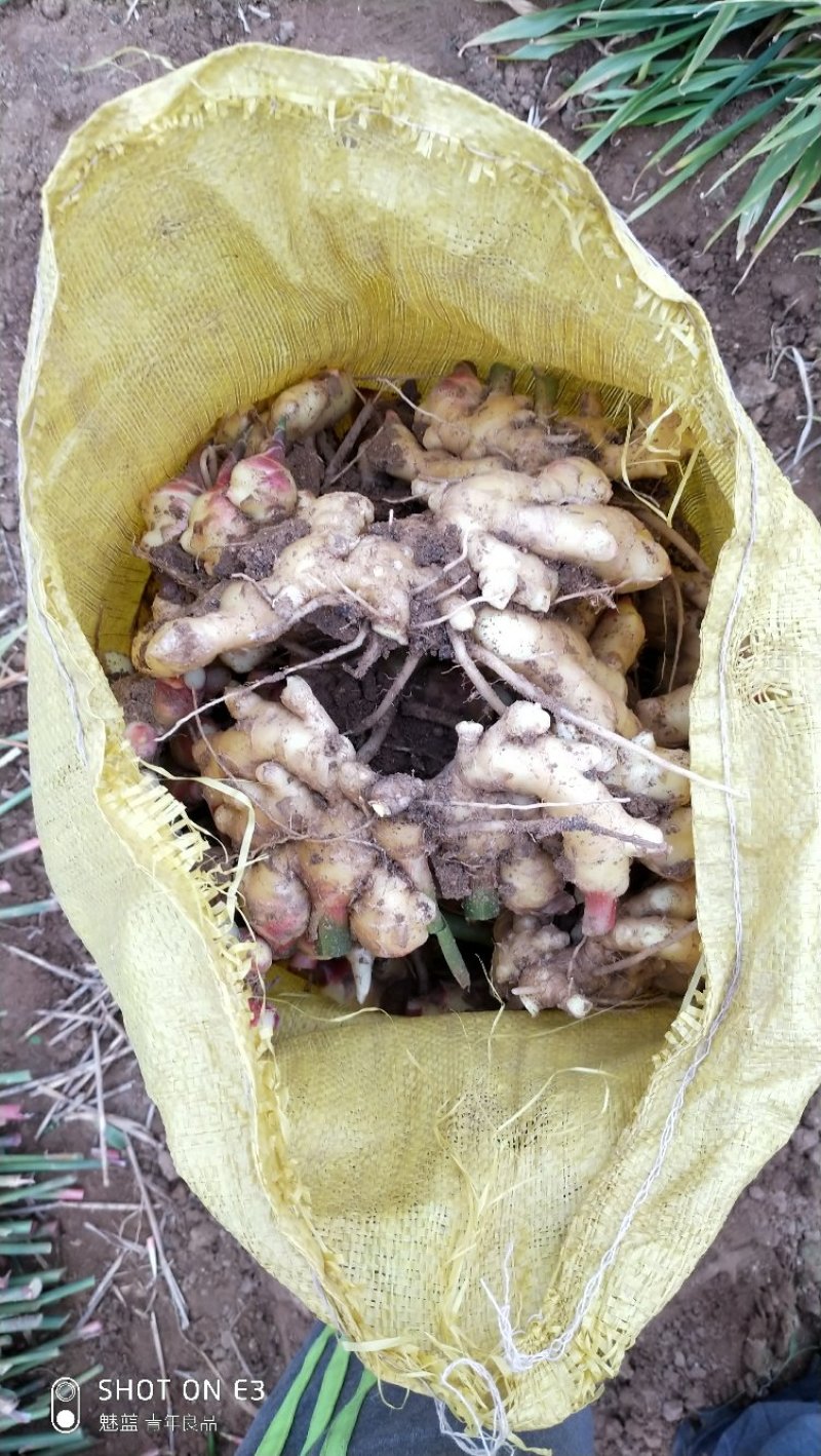 小黄姜一手货源产地直发质量保证，大量供应