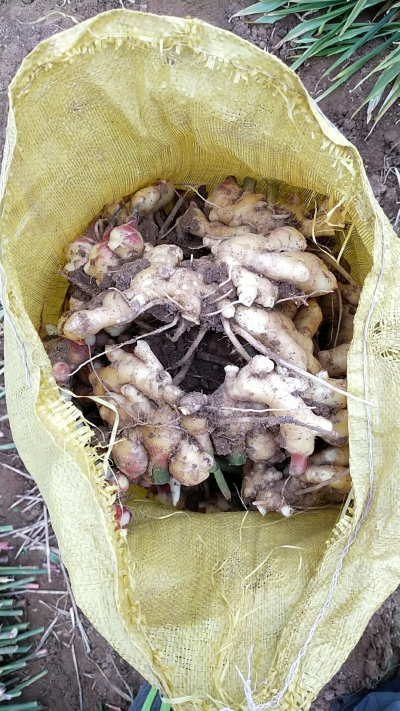 小黄姜一手货源产地直发质量保证，大量供应