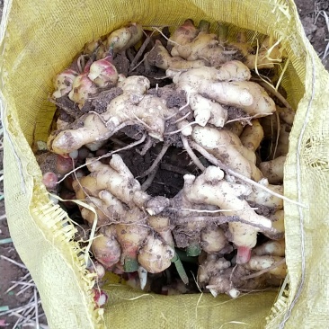 小黄姜一手货源产地直发质量保证，大量供应