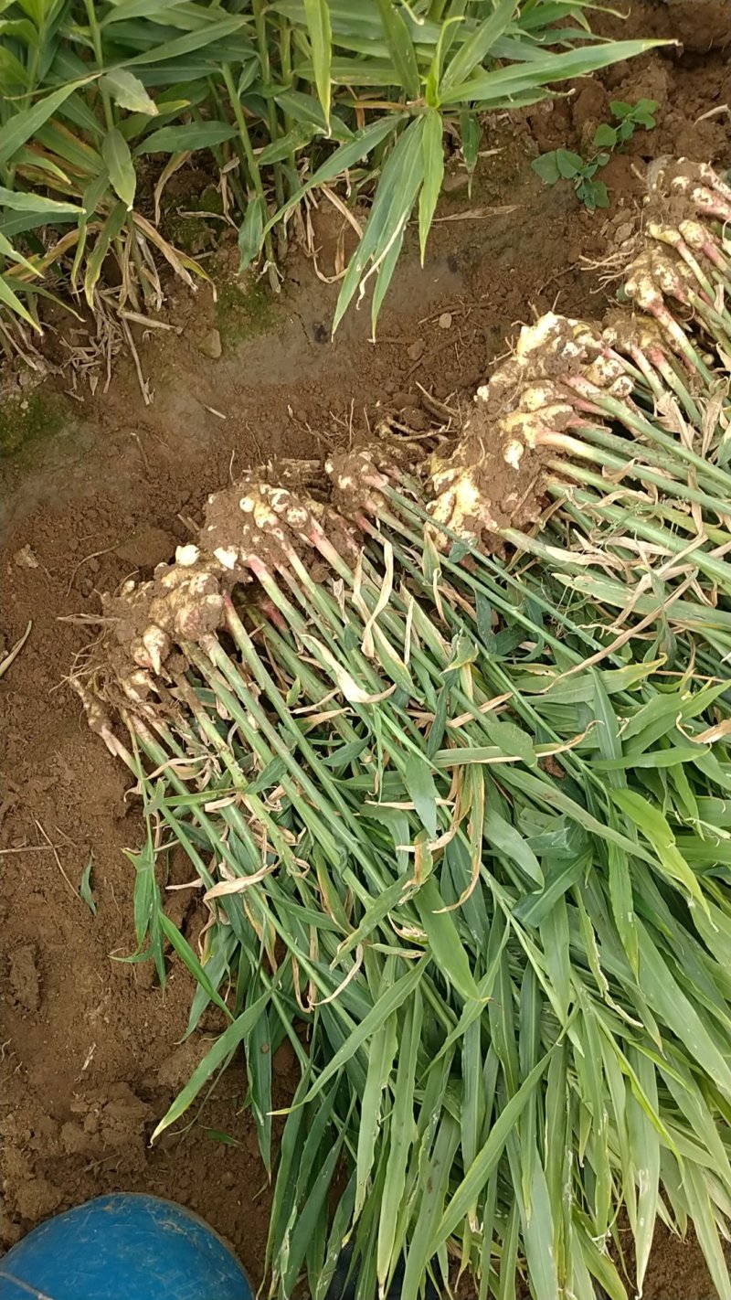 小黄姜一手货源产地直发质量保证，大量供应