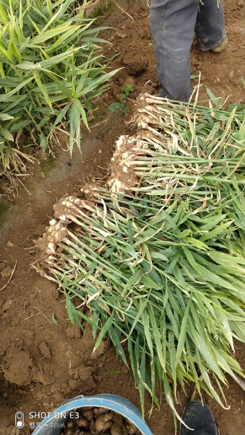 小黄姜一手货源产地直发质量保证，大量供应