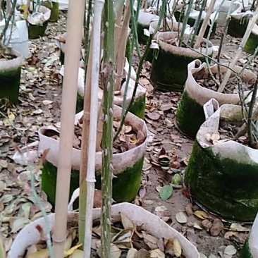 品种爬藤月季粉龙5-6年母本大苗室外庭院阳台绿植花卉