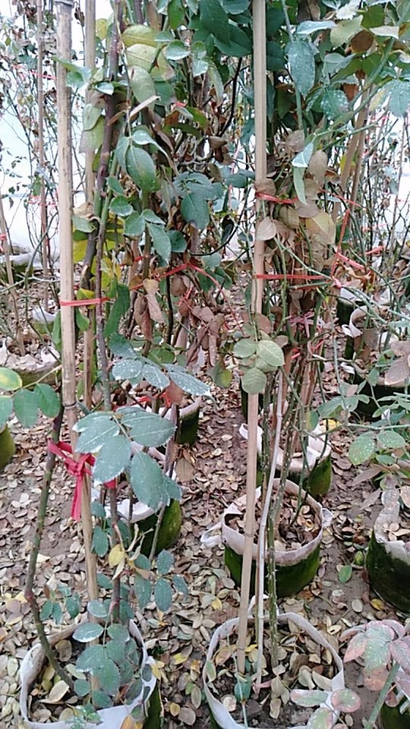 品种爬藤月季粉龙5-6年母本大苗室外庭院阳台绿植花卉