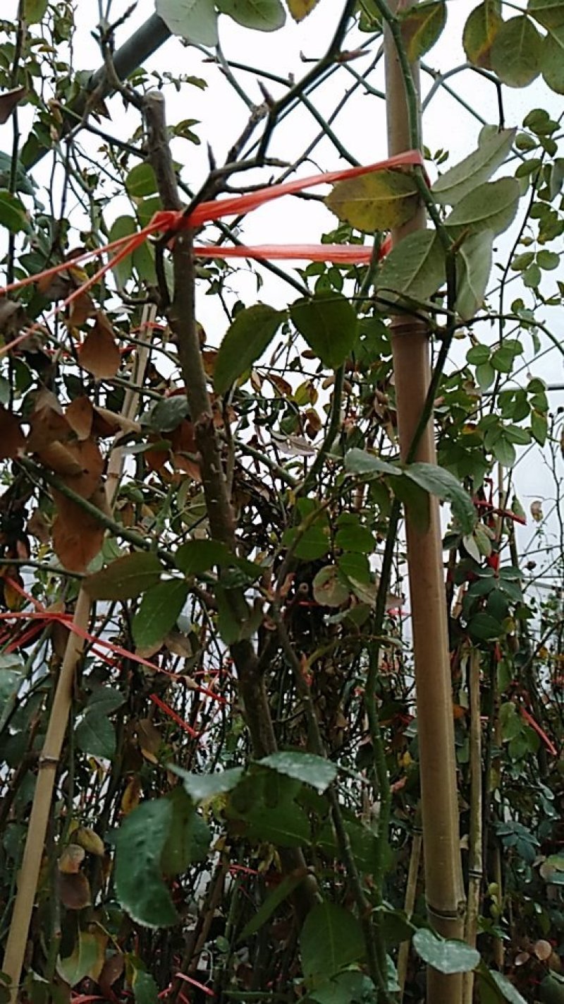 品种爬藤月季粉龙5-6年母本大苗室外庭院阳台绿植花卉