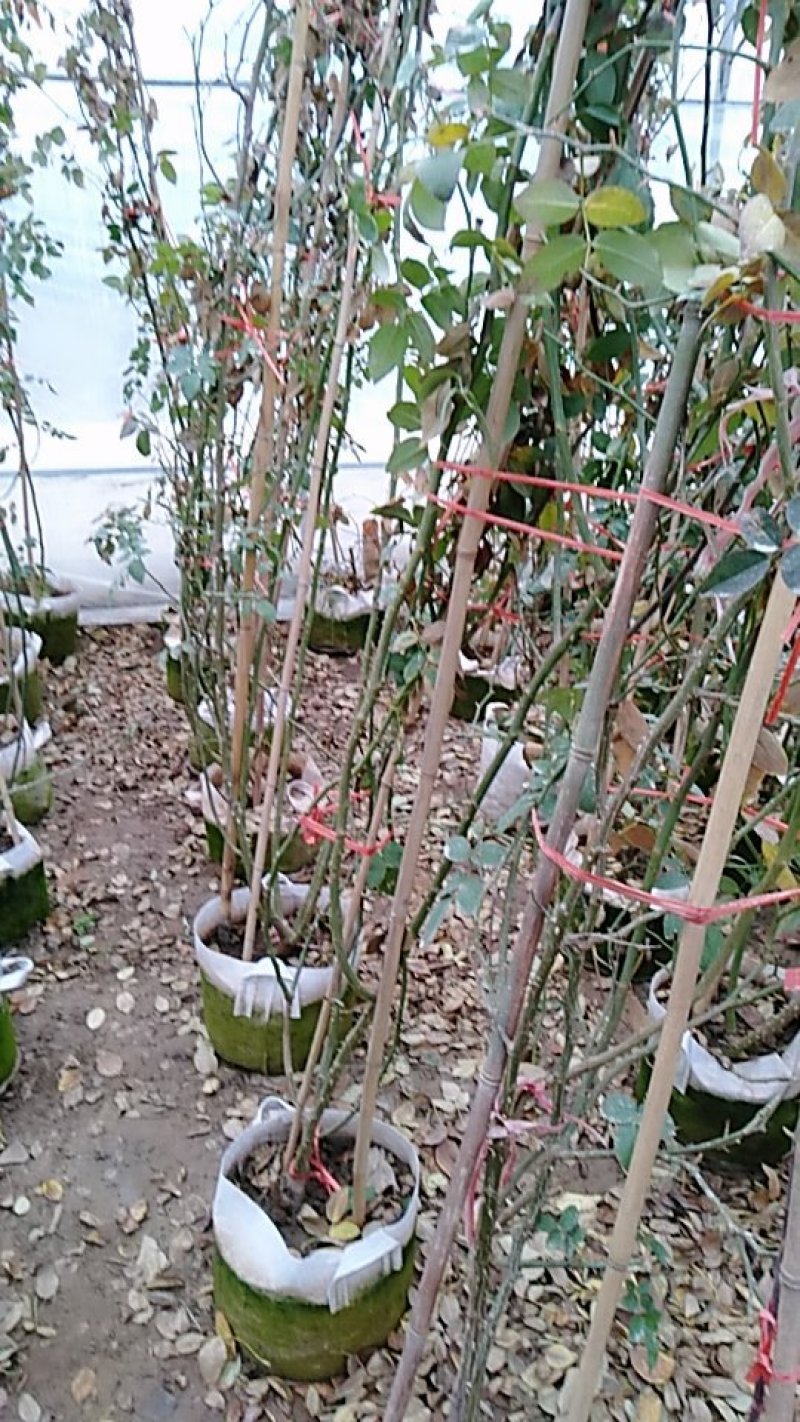品种爬藤月季粉龙5-6年母本大苗室外庭院阳台绿植花卉
