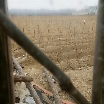 桃苗