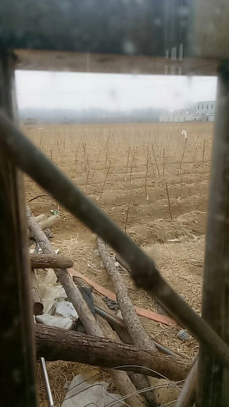 桃苗