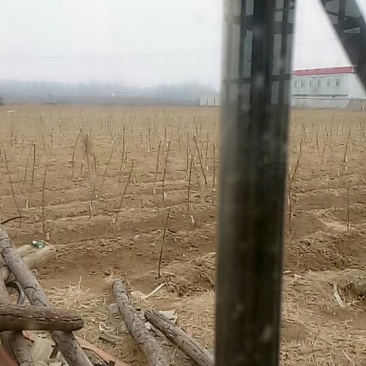 桃树苗
