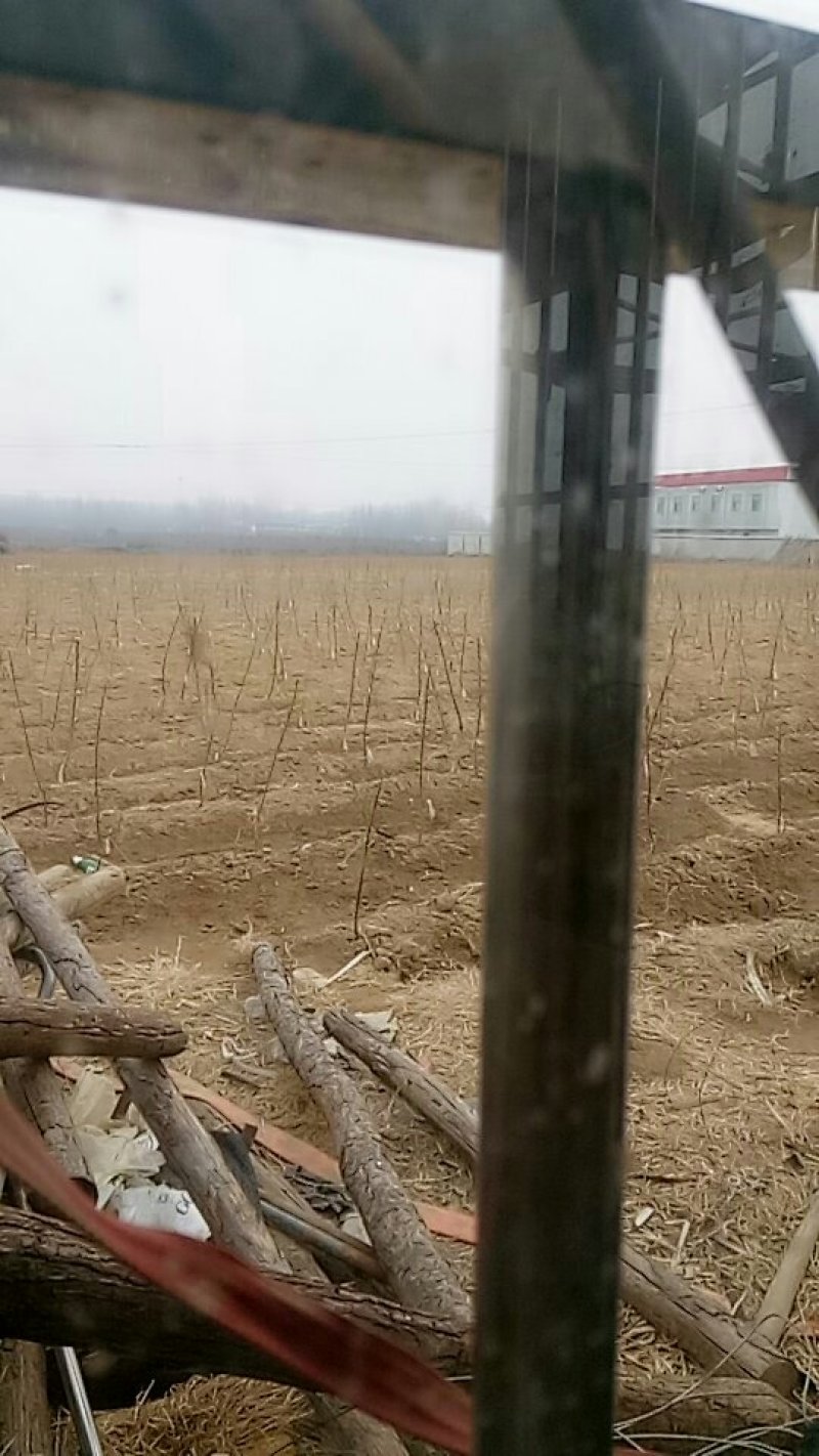 桃树苗