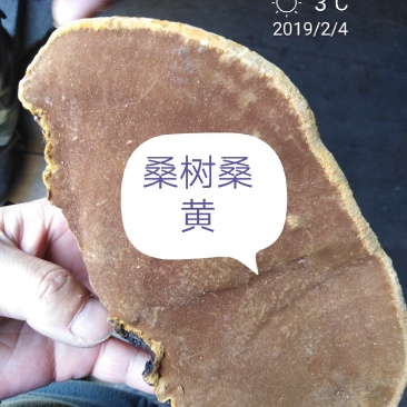 桑树桑黄