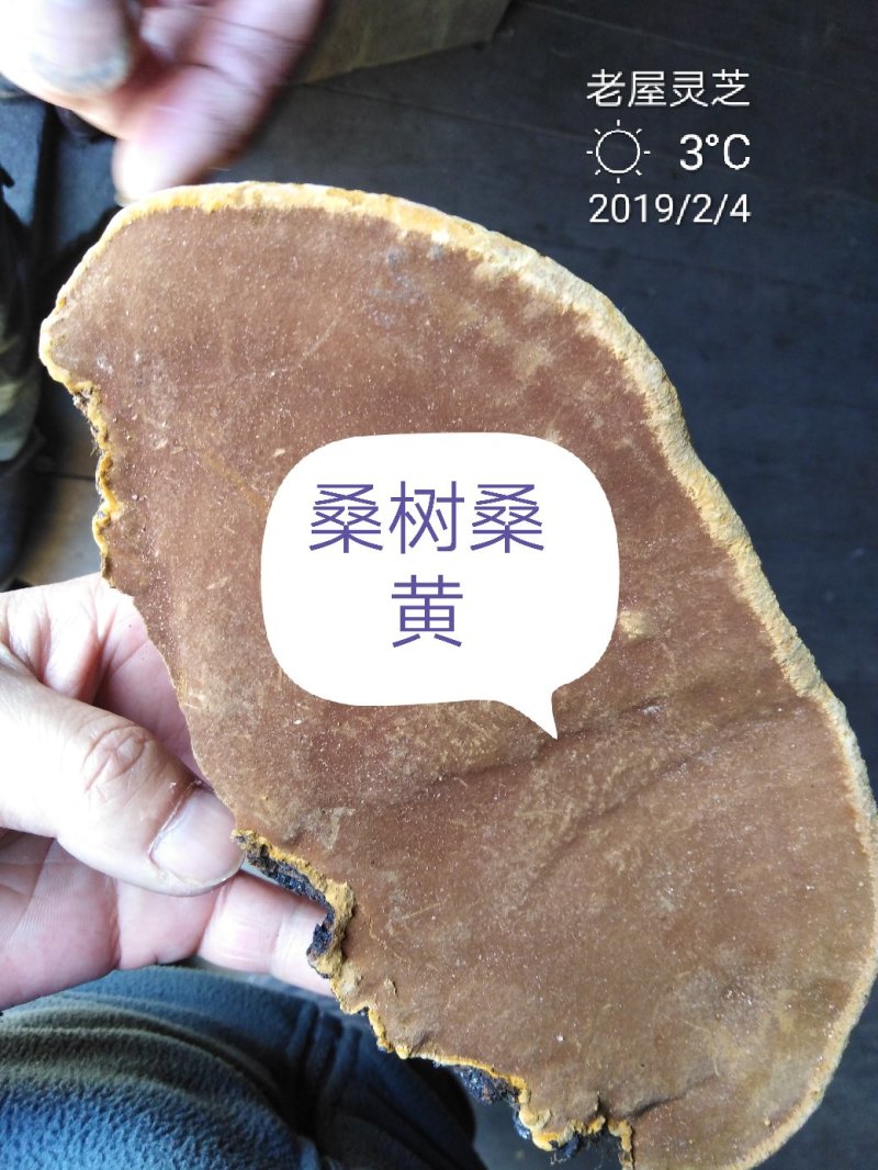 桑树桑黄