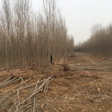 基地供应各规格白蜡，价格优惠，欢迎实地考察