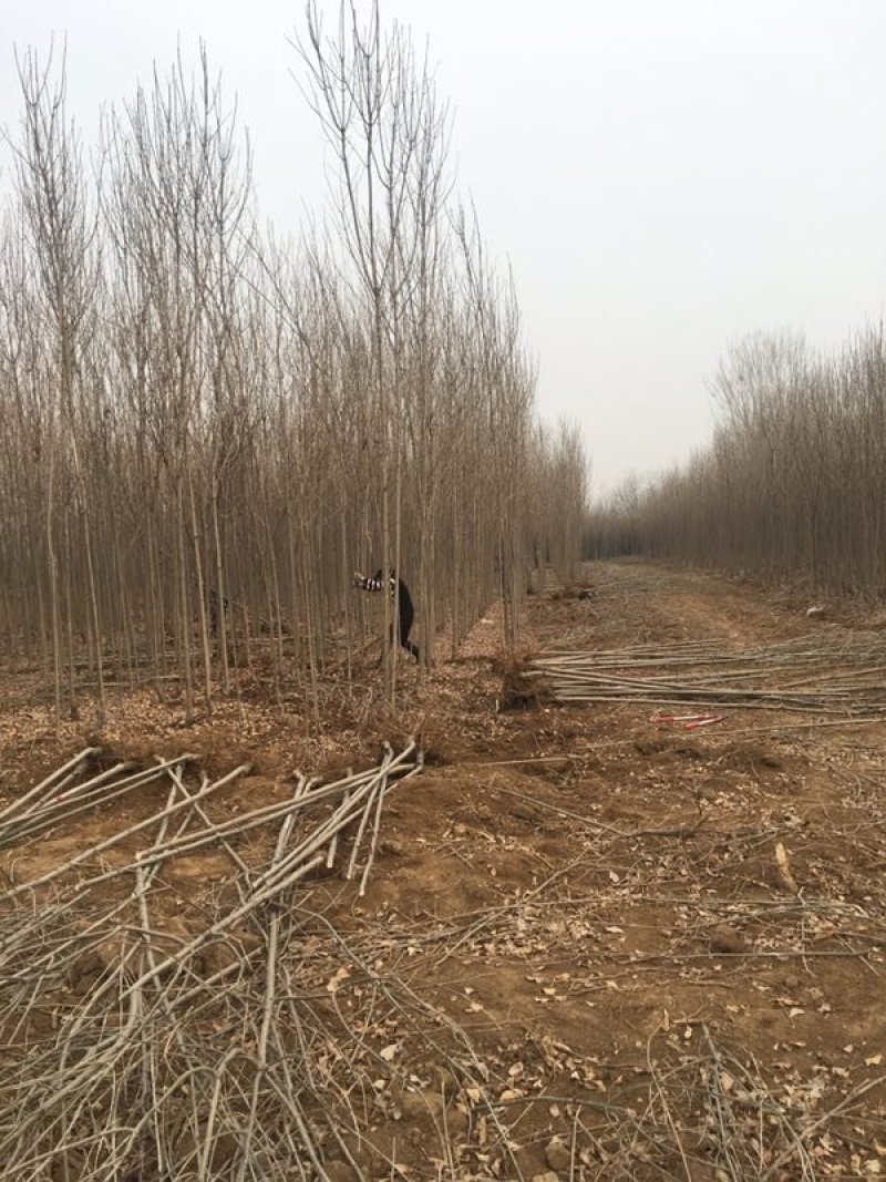 基地供应各规格白蜡，价格优惠，欢迎实地考察