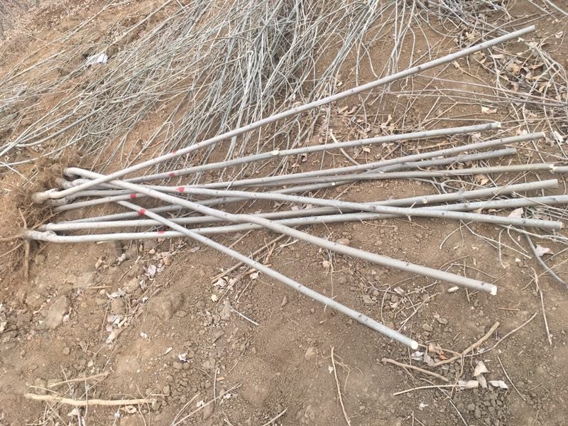 基地供应各规格白蜡，价格优惠，欢迎实地考察