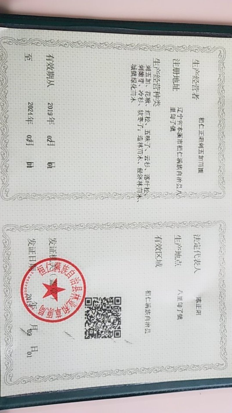 短梗刺五加种子隔年种子，出苗整齐，苗壮，产量高！