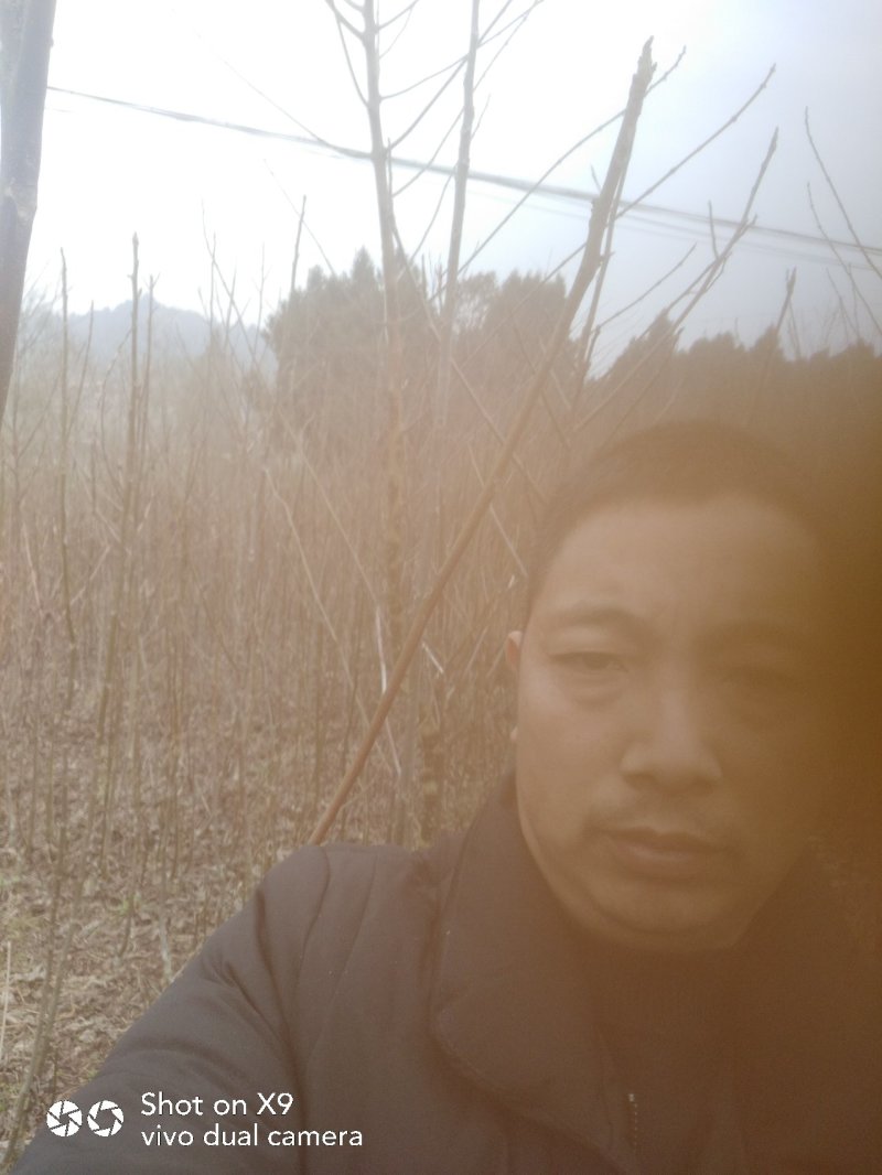 核桃苗