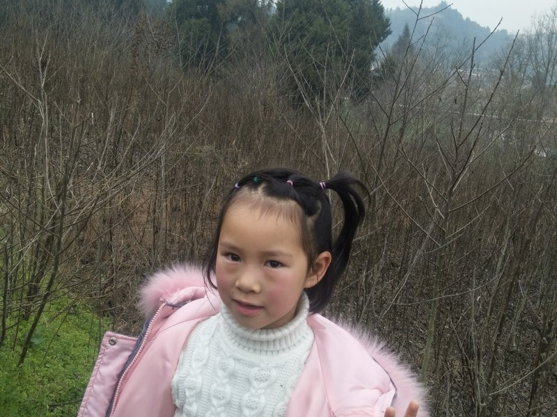 核桃苗