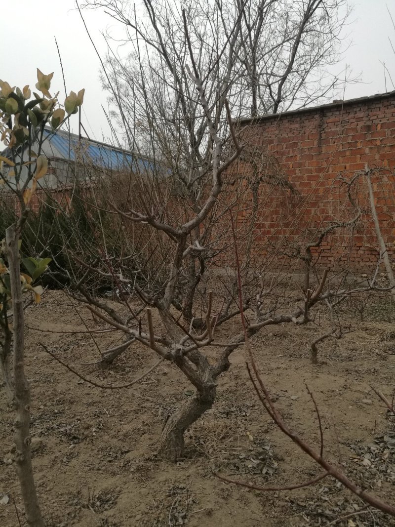 老桩梅花景观梅花园林精品造型梅花