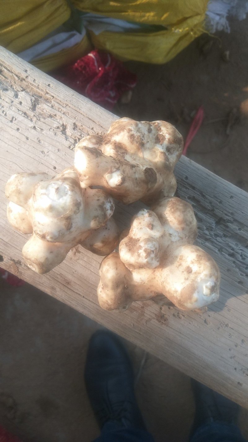 菊芋白洋姜