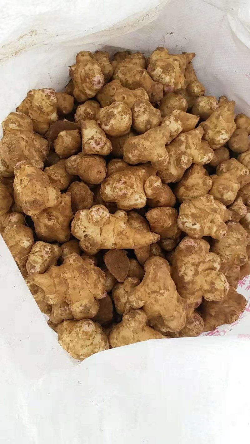菊芋白洋姜