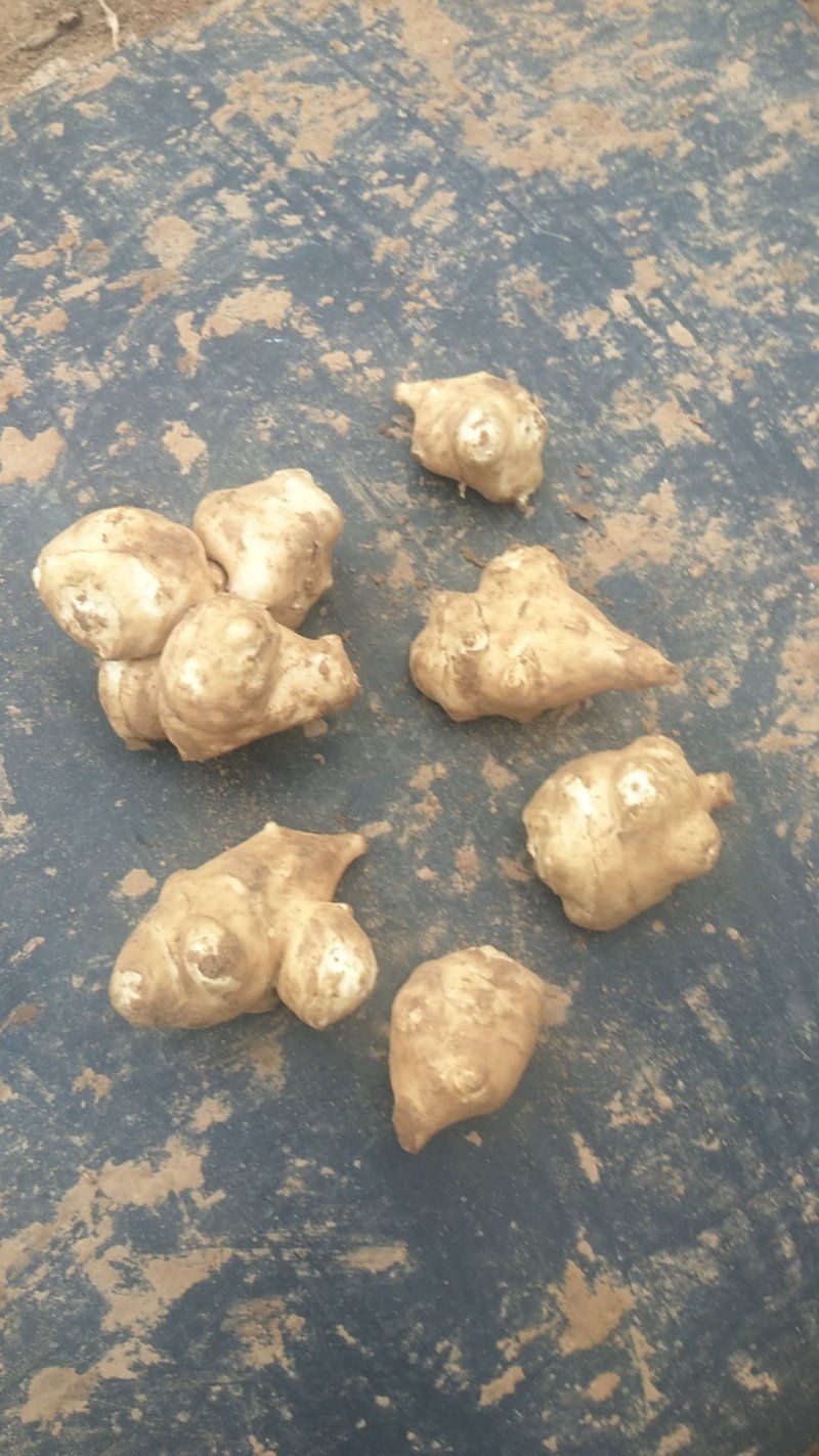 菊芋白洋姜