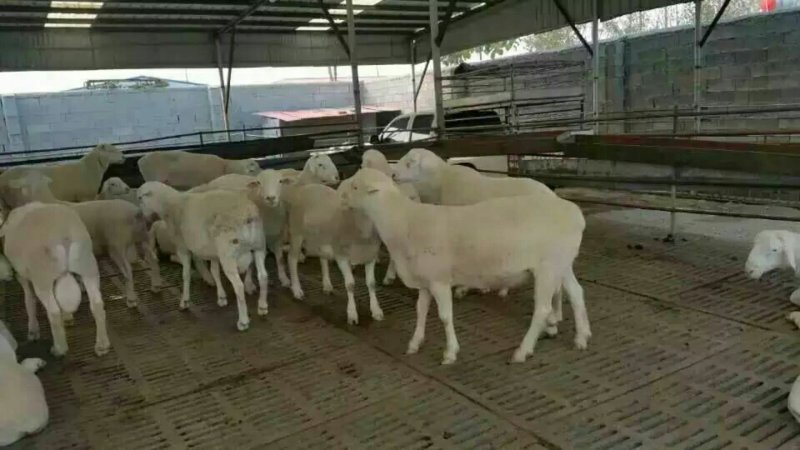 小尾寒羊