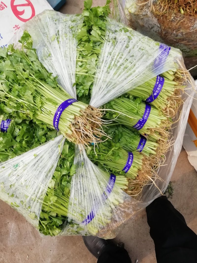 芹菜苗