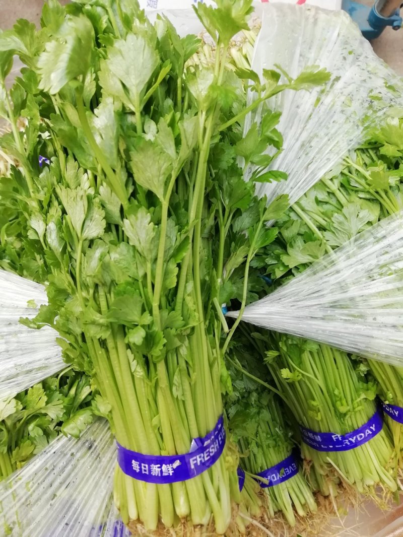芹菜苗