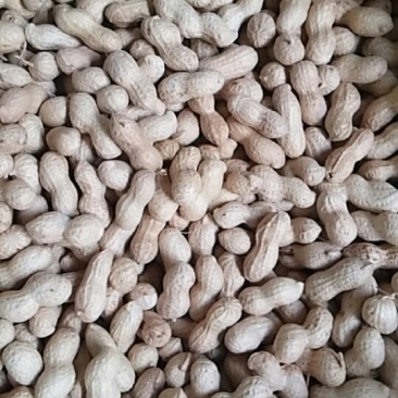 小花生，颗粒饱满，色译亮丽