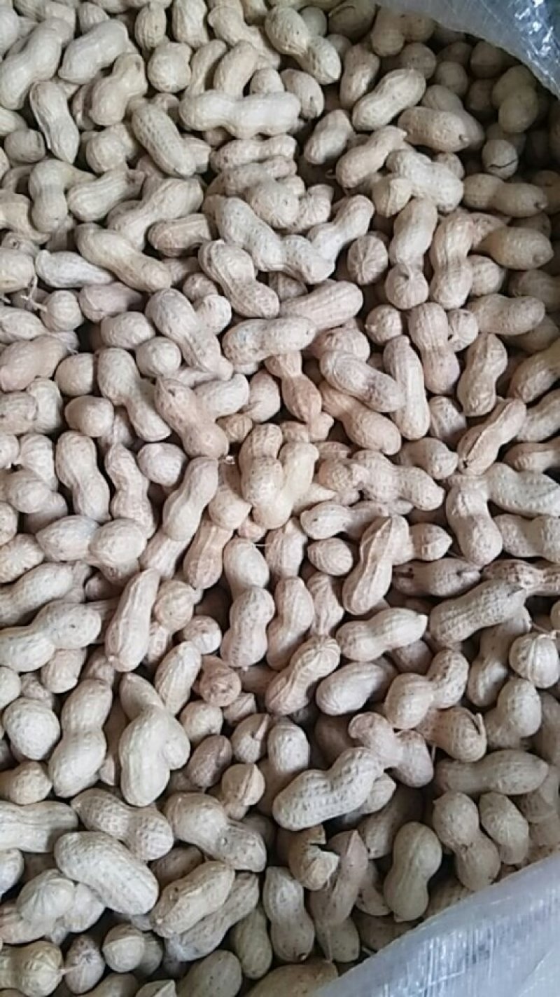 小花生，颗粒饱满，色译亮丽