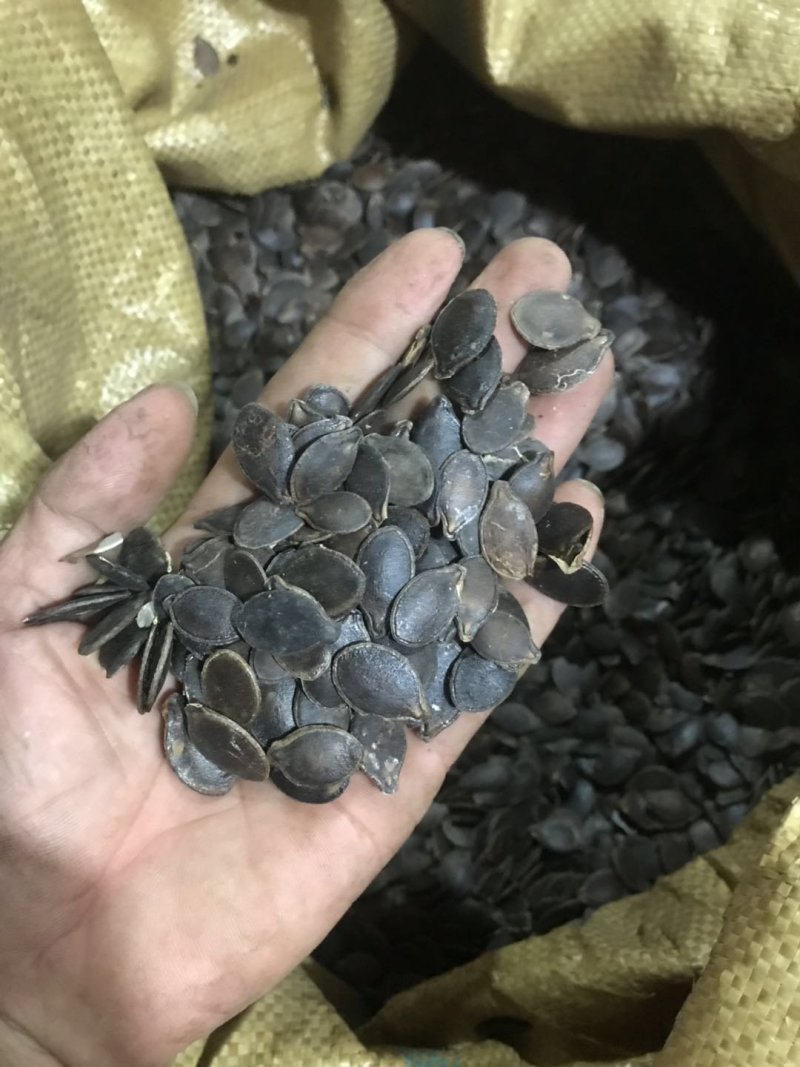 黑瓜子南非黑金钢香瓜子米线瓜子！剥壳和泡酒用