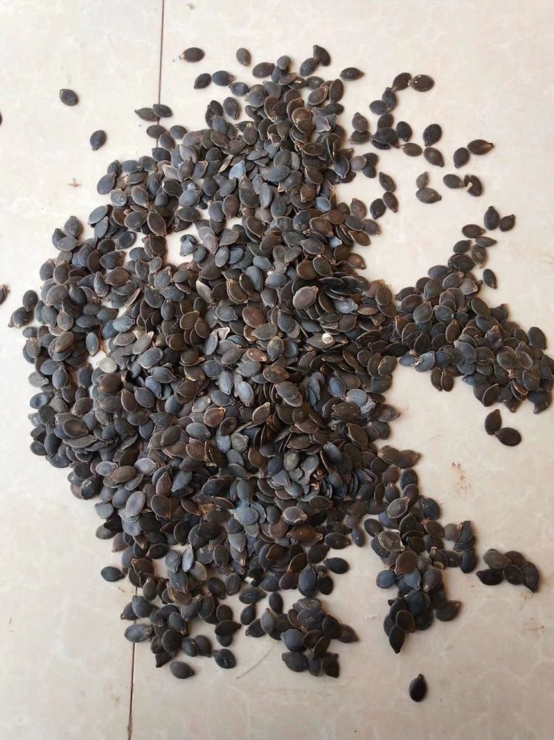 黑瓜子南非黑金钢香瓜子米线瓜子！剥壳和泡酒用