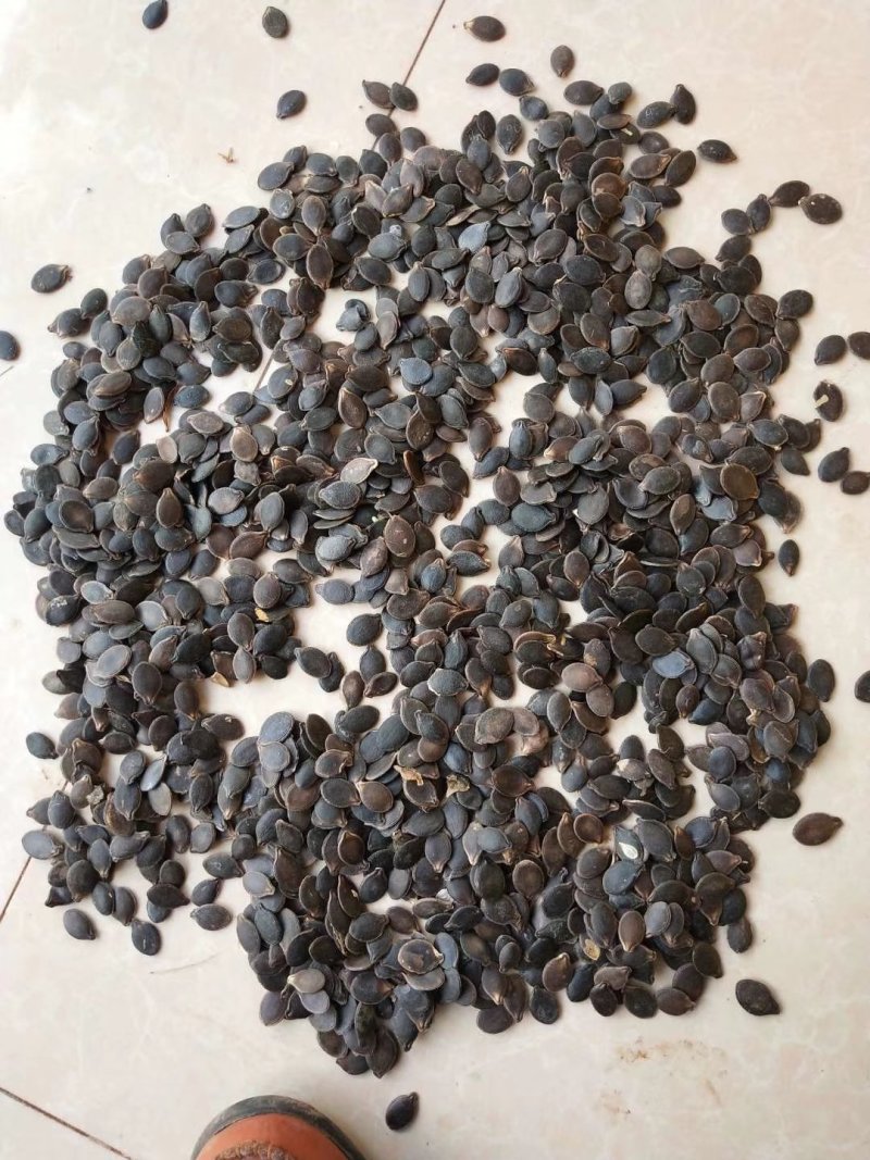 黑瓜子南非黑金钢香瓜子米线瓜子！剥壳和泡酒用
