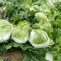 精品大白菜叶绿，可长期供货欢迎各位老板来电咨询