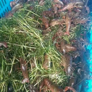 供应龙虾苗，种虾，水草，饲料，技术帮助水质检测可开发票