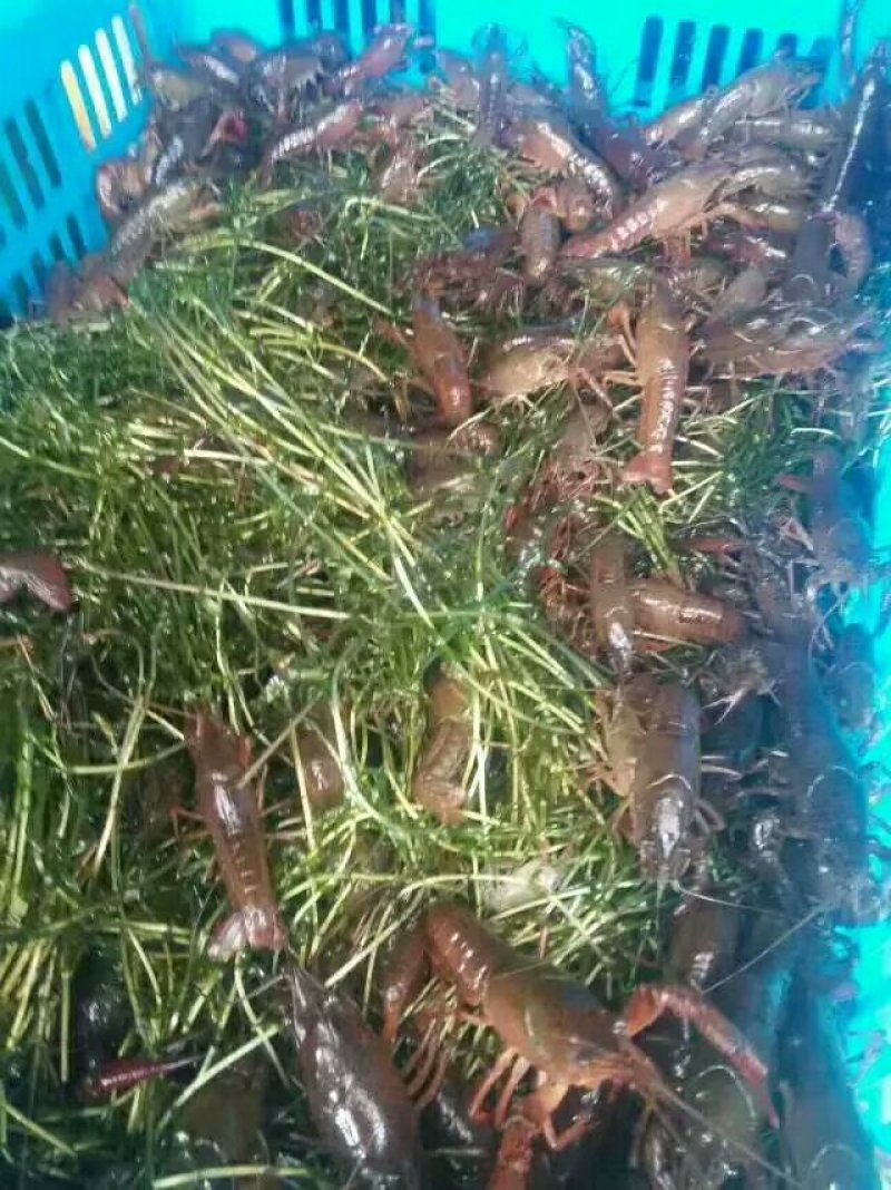 供应龙虾苗，种虾，水草，饲料，技术帮助水质检测可开发票
