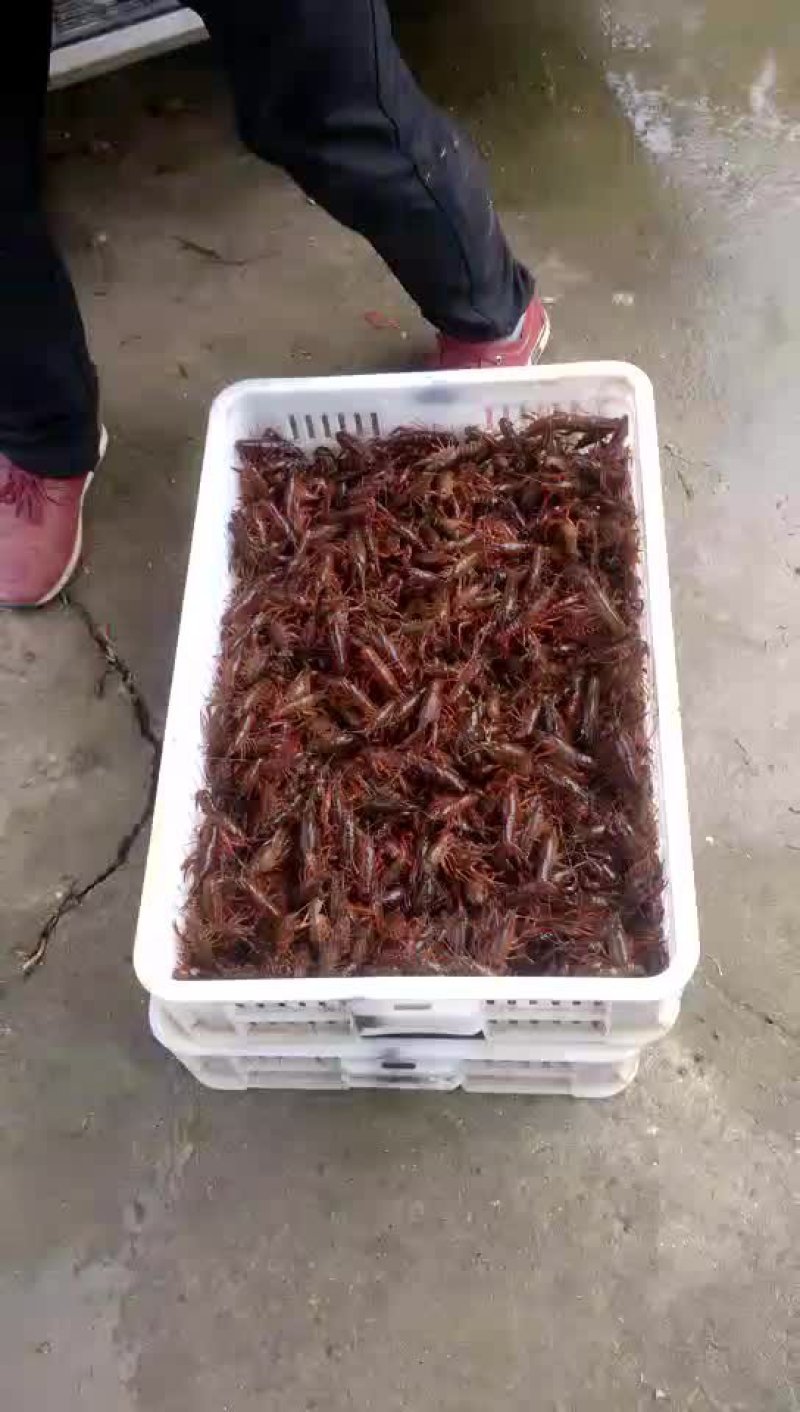 供应龙虾苗，种虾，水草，饲料，技术帮助水质检测可开发票