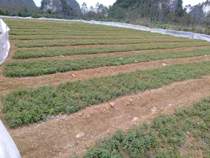 酸梅芽苗酸梅小苗酸梅实生苗野梅苗
