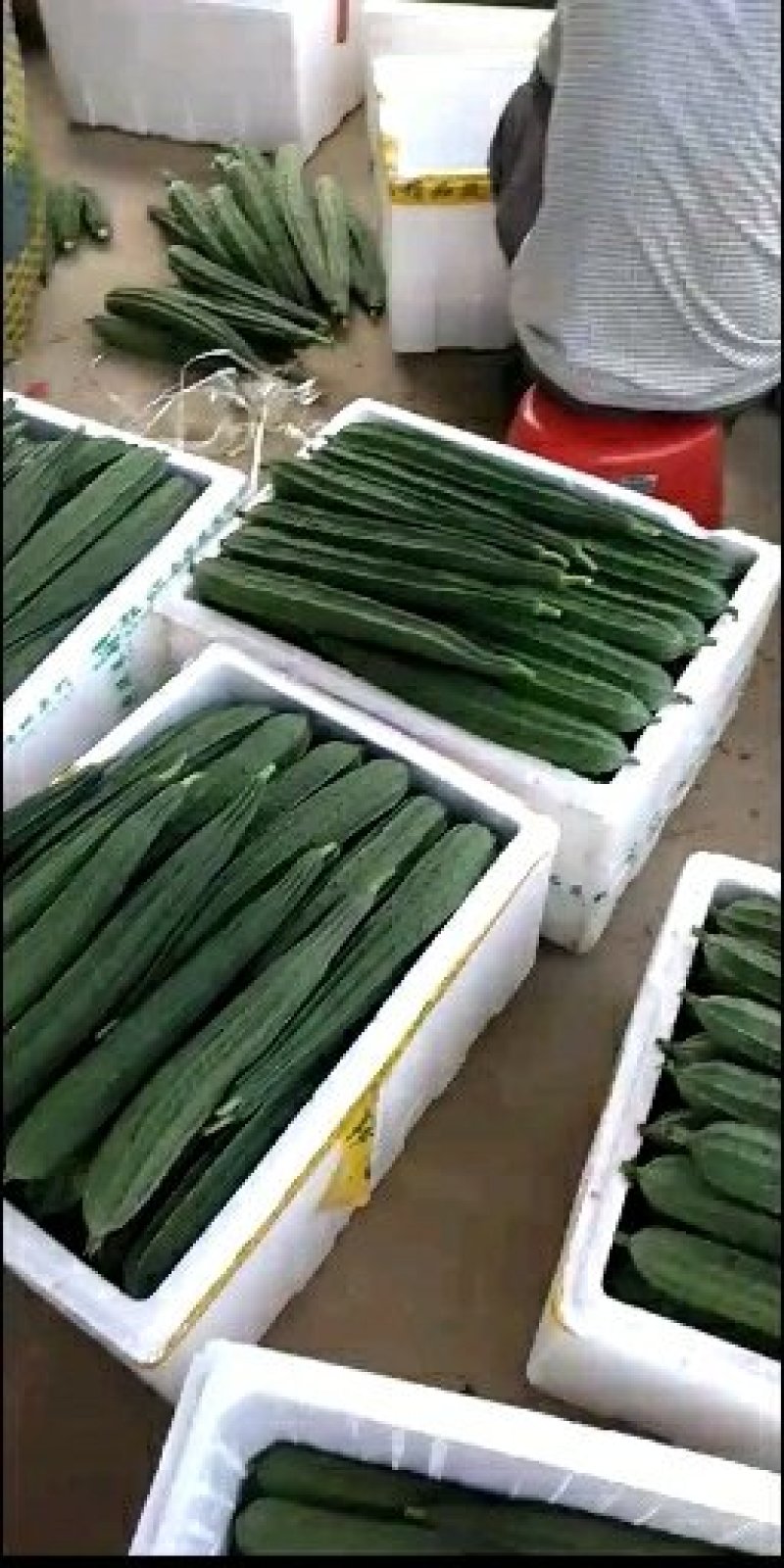 天气好各农产品现己大量上市欢迎各老板来洽商选购