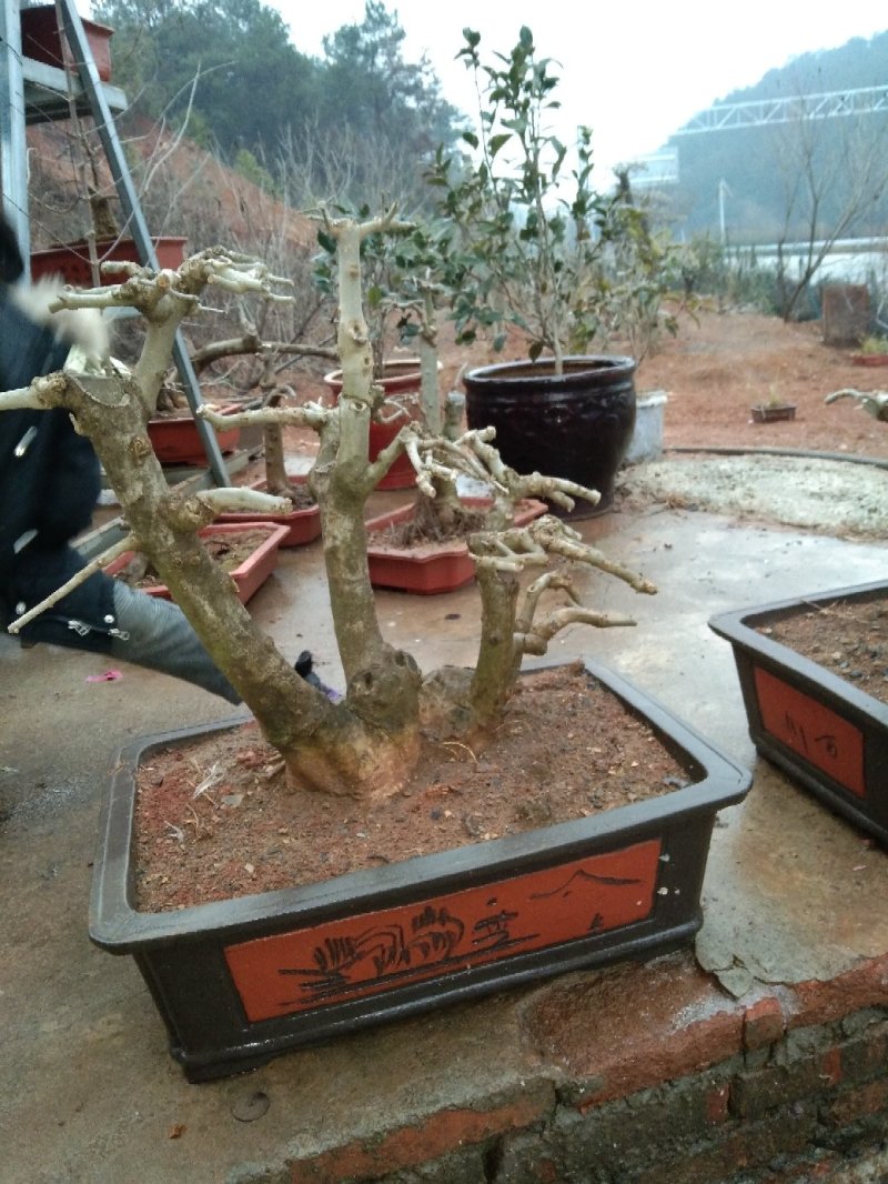 出售小微盆景各规格树桩！原产证