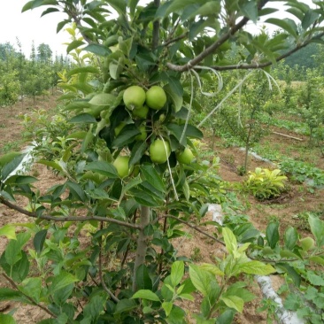 出售苹果树、三年树苗、