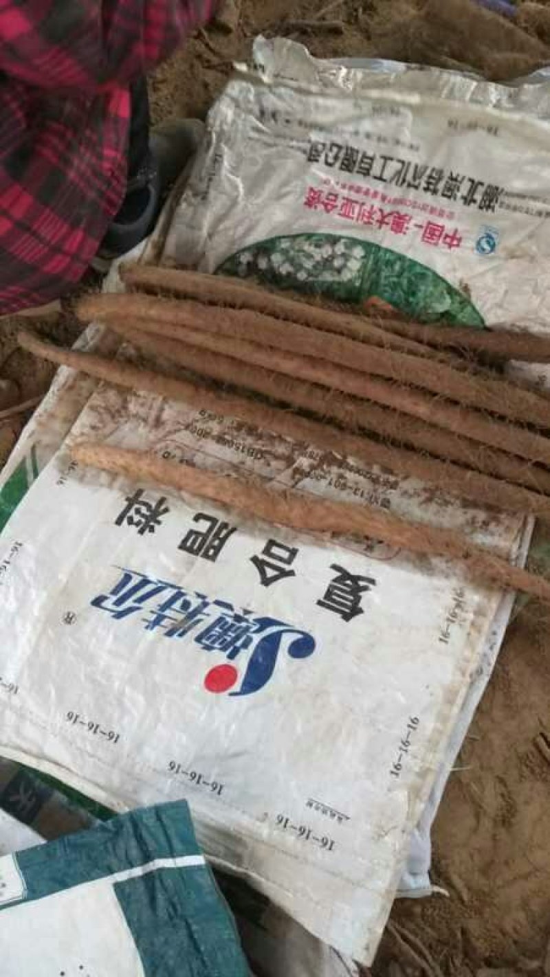 小白嘴白山药