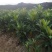 枇杷树苗嫁接苗正宗大五星枇杷苗果树苗南方北方种植当年