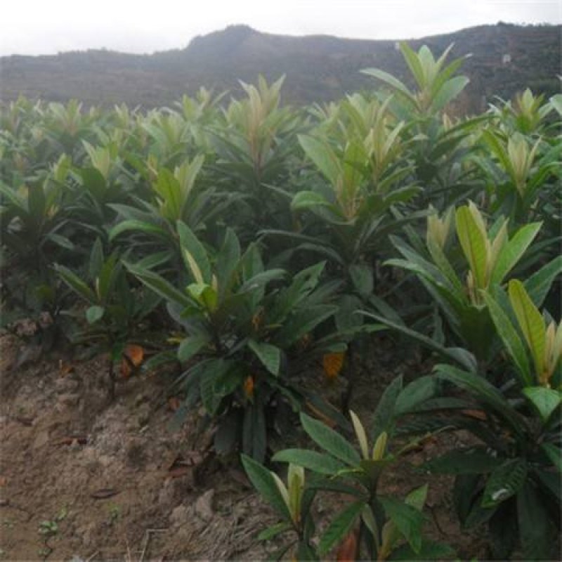 枇杷树苗嫁接苗正宗大五星枇杷苗果树苗南方北方种植当年