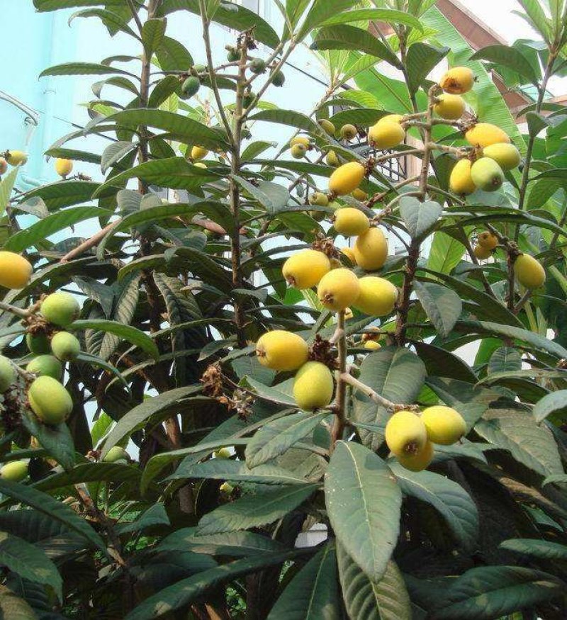 枇杷树苗嫁接苗正宗大五星枇杷苗果树苗南方北方种植当年