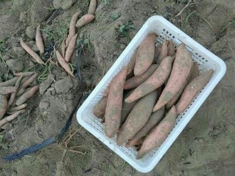 烟薯